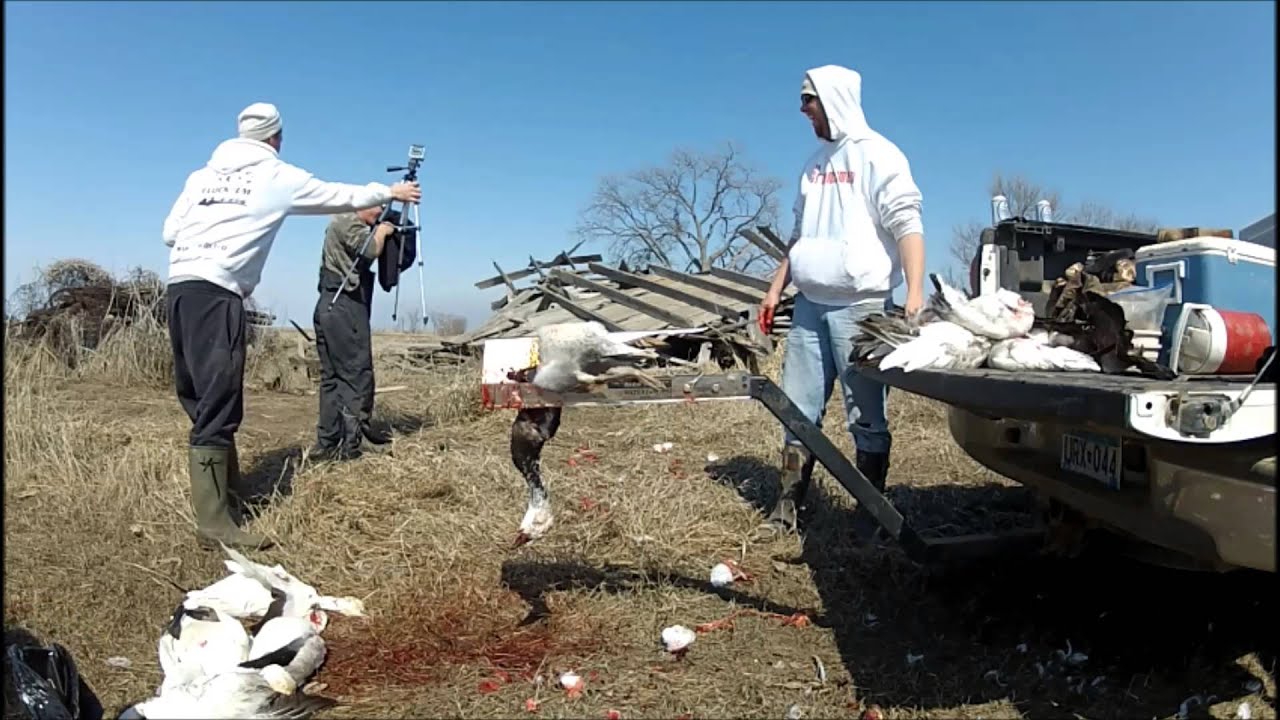 Pete eats some snow goose guts