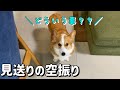 長男を見送る気まんまんだったのにオンライン授業で見送れなかったコーギー犬