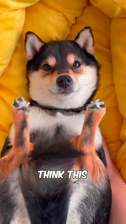 If you see this frog, run away immediately. / #shorts #ytshorts