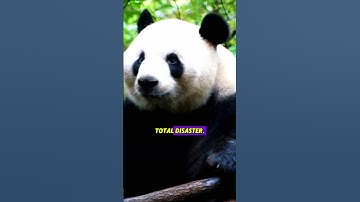 Pandas Are TERRIBLE at Survival… So Why Aren’t They Extinct?! 🐼🤯 #shorts #panda #funny #cute #fails