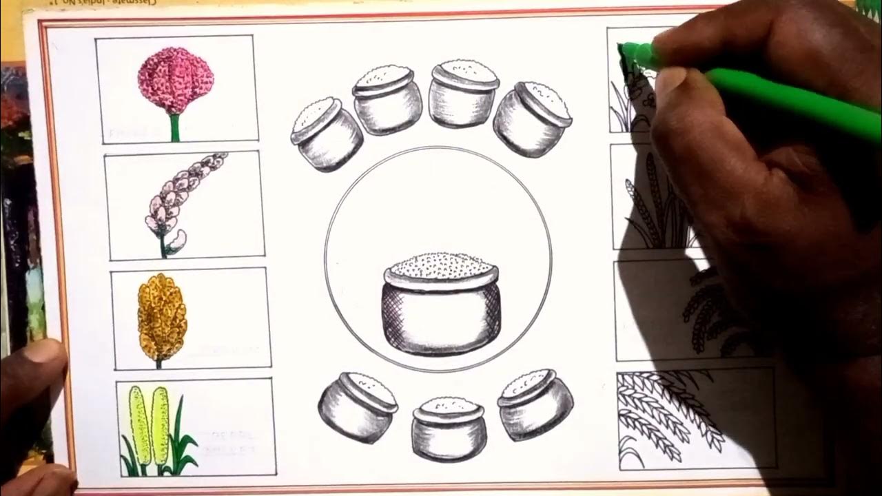 how-to-draw-different-types-of-millets-international-year-of-millets