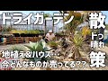 お得な植物盛り沢山のドライガーデン散策!! (in T plants Labo)