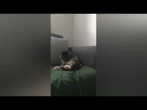 Video: Kayıp Kedi Nasıl Bulunur?