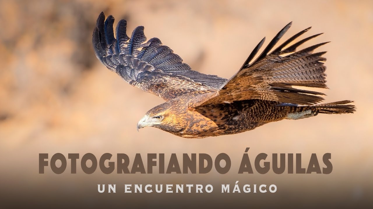 Fotografía de aves - Águilas