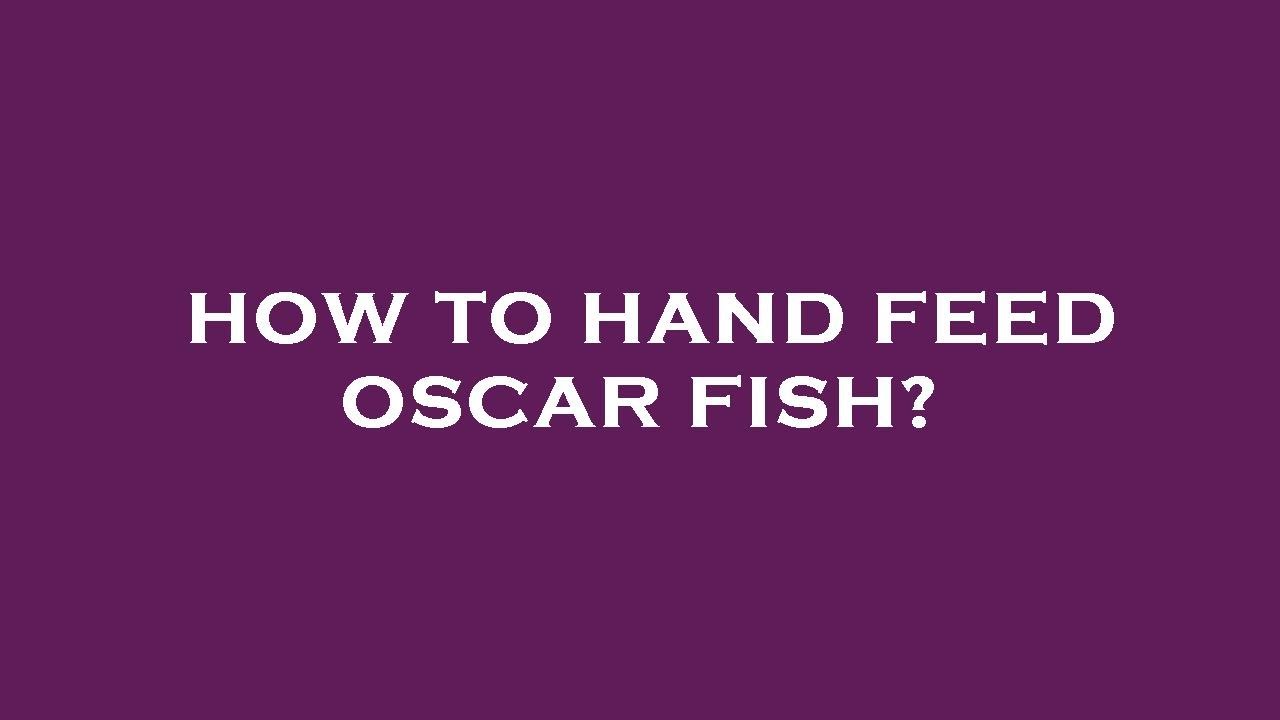How To Hand Feed Oscar Fish YouTube how-to-hand-feed-oscar-fish-youtube