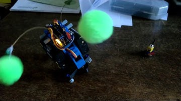 Bakiwi-style cheer leading.