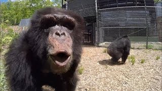 Former Research Chimps go Out in a Forest for the First Time