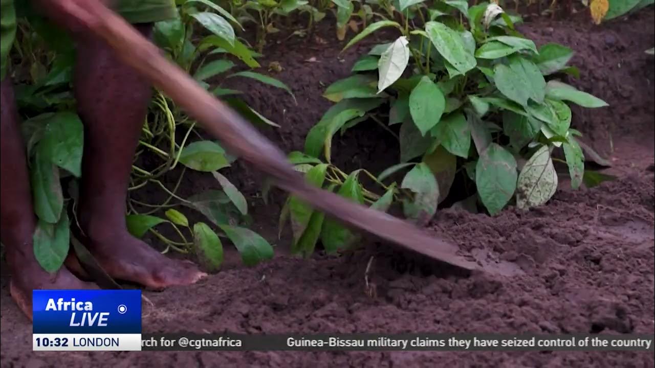 New hope for vegetable farmers in DRC’s Kimwenza valley