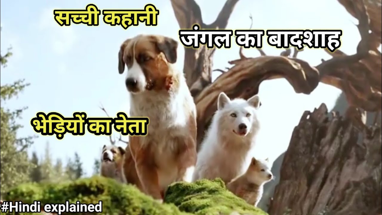 “Call of the Wild | Dog Becomes Leader of Wolves | Emotional Animal Story”