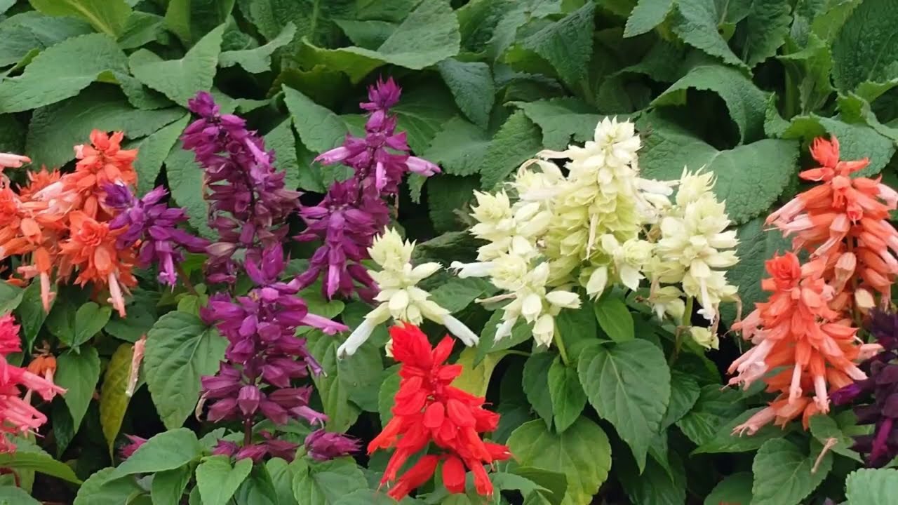 綻放 Bloom (Wandering Soul)