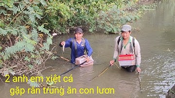 kết hợp cặp đôi xiệt cá lóc bắt ngờ gặp rắn trung ăn lươn đồng 