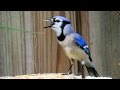 Blue Jay Imitating Red Shouldered Hawk Call