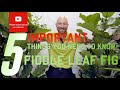 5 important things you need to know regarding Ficus lyrata Fiddle Leaf Fig🌱