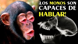 ¿Por qué los monos no hablan? | Reporte Express