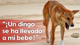 CASO REAL [RESUELTO]: ¿Fue la bebé Azaria llevada por un dingo o la mató su madre?