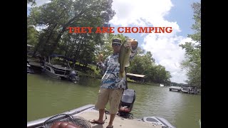 Big Fish Crush Small Baits And Light Line