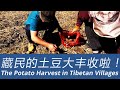 【川藏日记六】The Potato Harvest, the Prayer Beads from Great Master, Feel so Grateful Today 在亚青寺得到了最高喇嘛的祝福