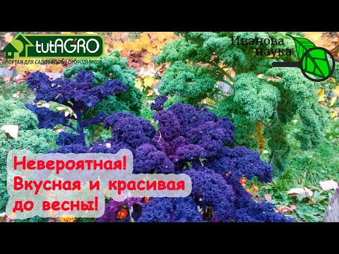 Видео: Есть ли в листовой капусте калий?