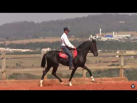 Lote 25 - Aparecida do Tabuado 42