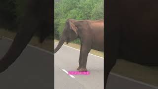 Elephant Attacks අලියා පහර දෙන අයුරු.