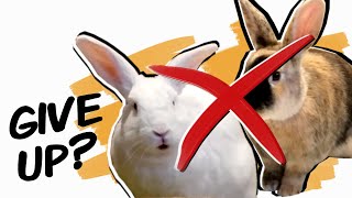 When to Give Up Bonding Rabbits