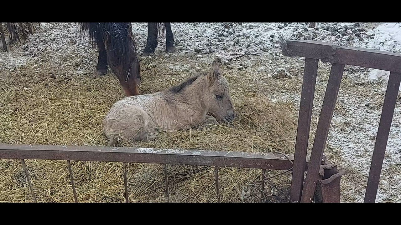 Жизнь в селе#Казахстан#Мери сделала подарок на 8 марта.