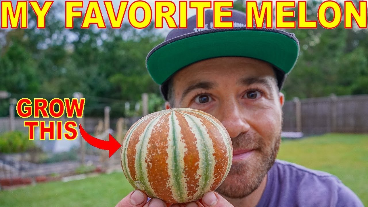 The Kajari Melon Is The BEST Melon Youve Never Heard Of