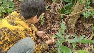 The orphan boy built a house and then went into the forest to pick vegetables and met wild chickens.