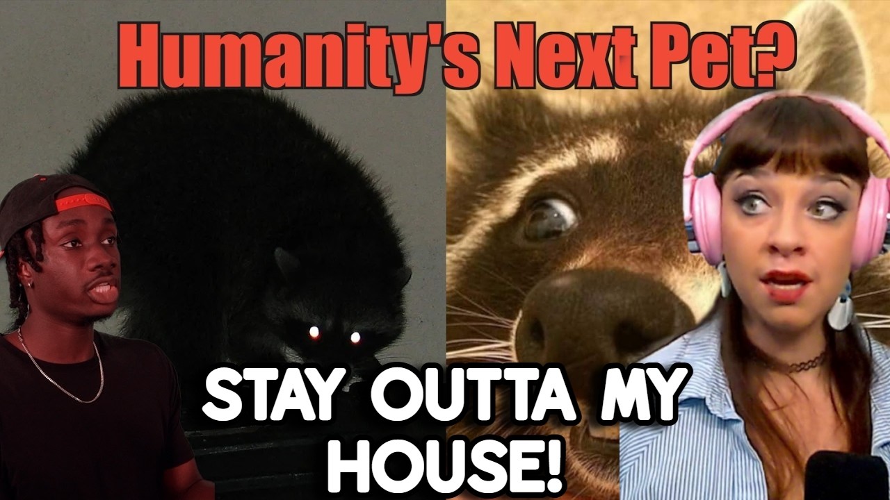 *Мусорные панды снова в деле!* Как еноты (почти) избежали наказания