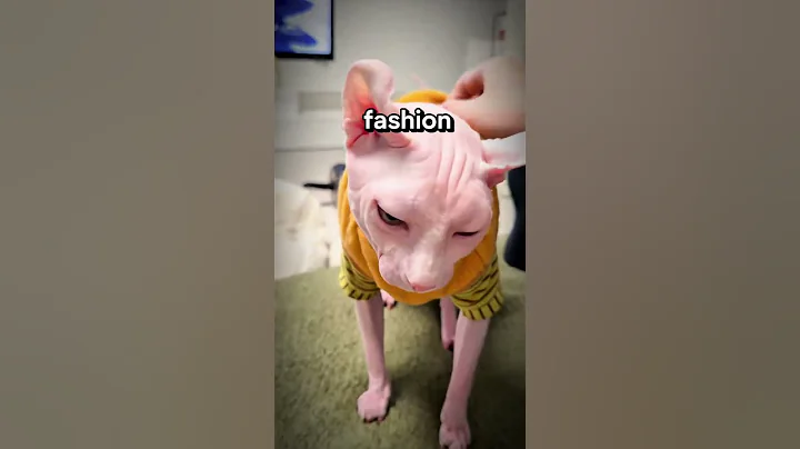 Video 11255391: adorable hairless cat