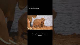 Qs. 2 : 208, Enter into submission #Zimbabwe #hwange national park