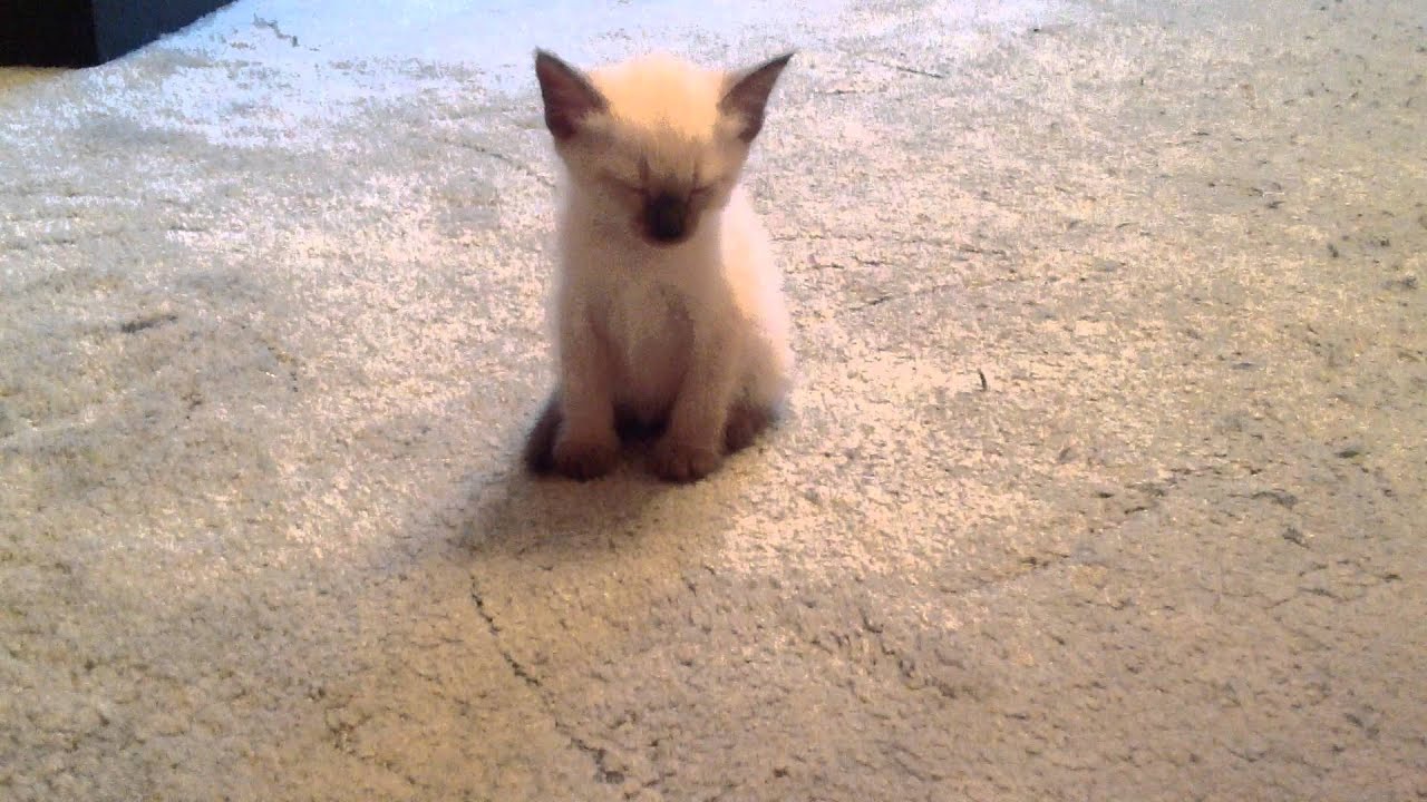 ⁣Котенок засыпает (смотреть до конца)))))