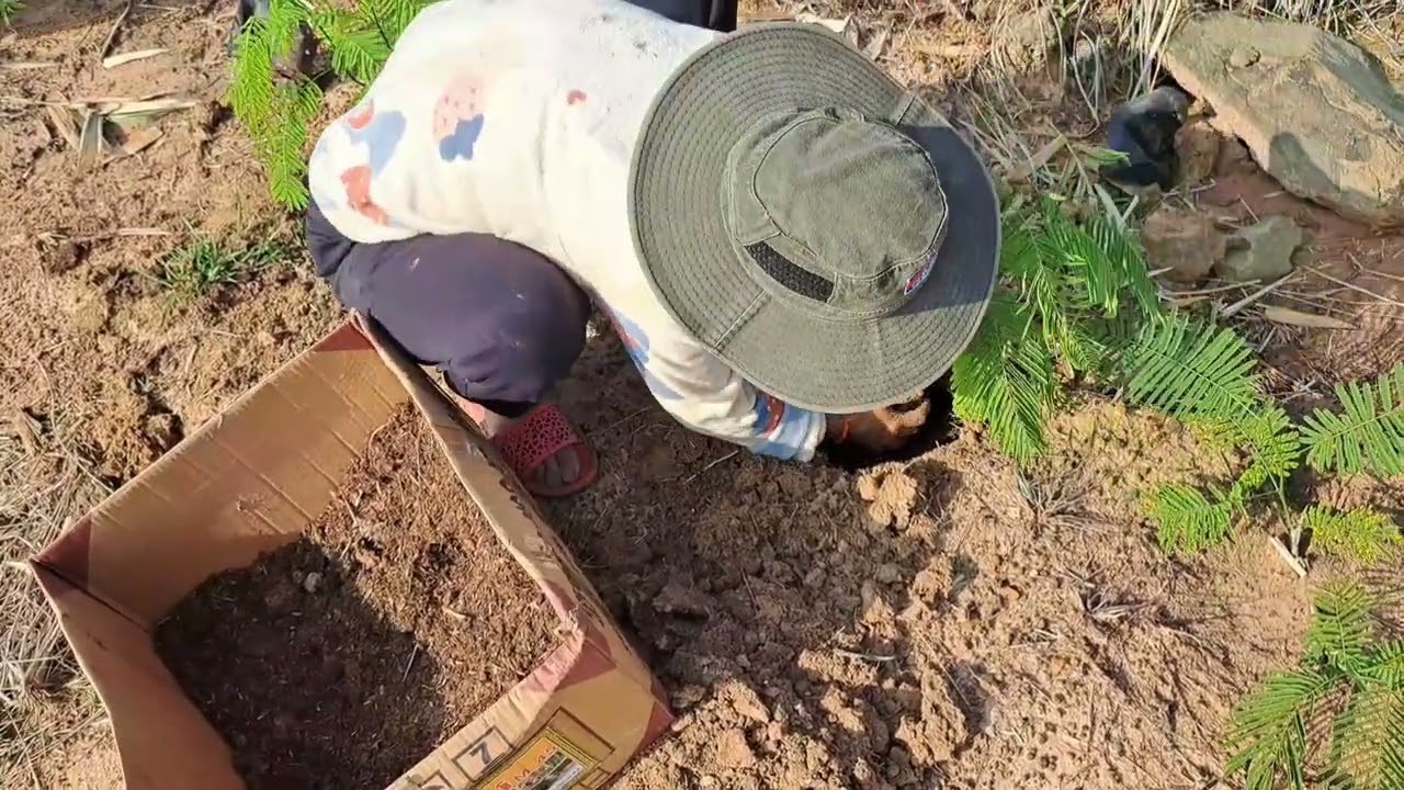 យកដើមឈើមកជួសដីលោកពូវ៉នឃីម