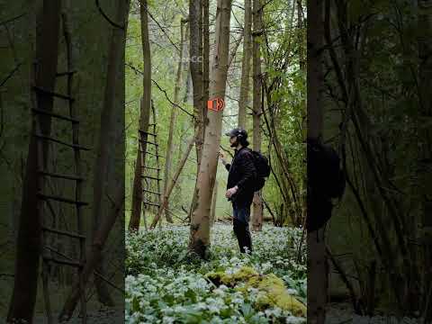 هكذا يبدو صوت الشجرة 