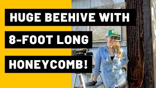 Huge Beehive with 8foot Long Honeycomb!