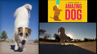 Vote for Jesse into the Semi-Finals 'World's Most Amazing Dog' by JustJesse197 20,685 views 5 years ago 1 minute, 27 seconds