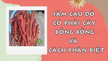 Cách phân biệt cây sâm cau đỏ và cây bồng bồng chuẩn nhất