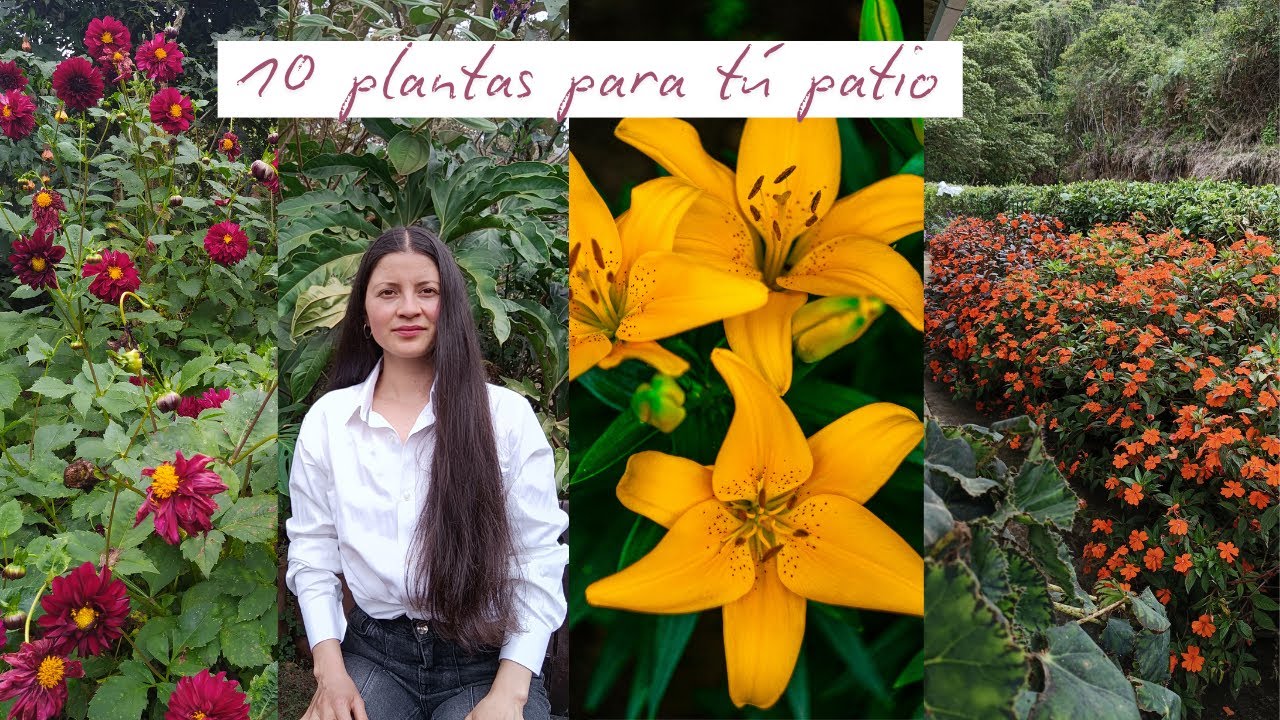 10 plantas perfectas para tu patio + Detalles puntuales de cada una | Jardín Diaz