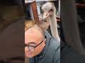 Cute Fat Tiger Moment 🐯 So Funny #animals #ostrich #bigbirds