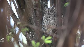 No Copyright©Video||Royalty Free Video||Owl Background Video|Full HD||Beauty of Nature||No Claim screenshot 2