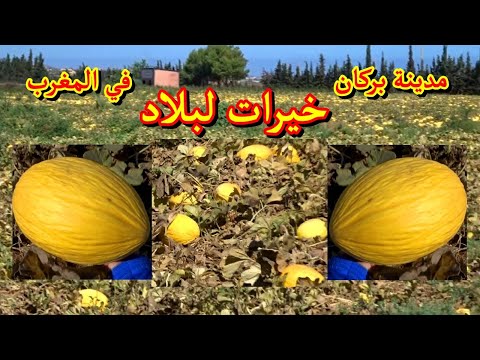 شوفو الخيرات ديال البطيخ الاصفر جهة لمريس مدينة أحفير إقليم بركان المغرب