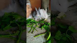 The Cute Rabbits And Two Rabbit Eating