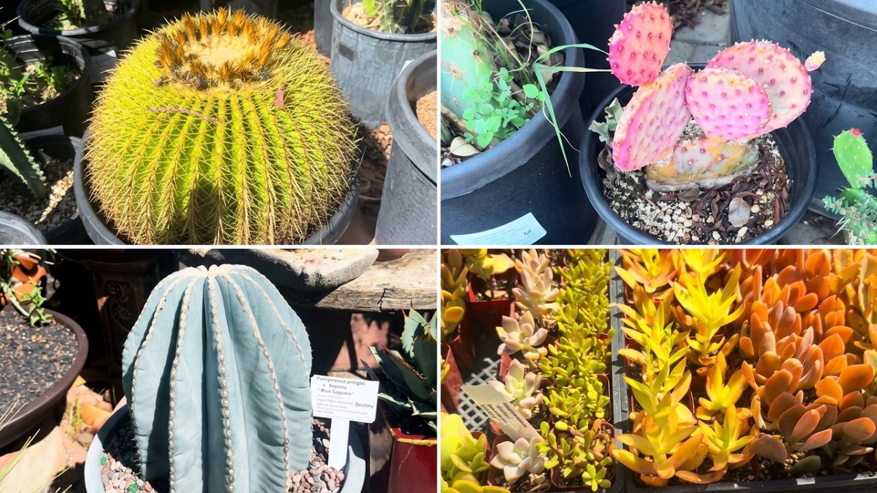 Assista a 🌵 Can Cacti & Succulents Survive 105°F? What Happens During a Heat Wave 🔥 no YouTube Assista a 🌵 Can Cacti & Succulents Survive 105°F? What Happens During a Heat Wave 🔥 no YouTube