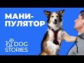 Манипулятор 🐕 Как и зачем собака управляет хозяином 🐩 Почему щенок попрошайничает у человека 🐾