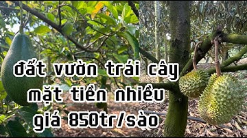 chị hồng rao bán đất vườn trồng full sầu riêng nhiều mặt tiền đường ở châu đức bà rịa vũng tàu