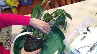April 17, 2018, clean and repot my dendrobium thyrsiflorum orchid.