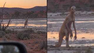 Unknown Creatures Have Been Filmed Across the Australian Outback