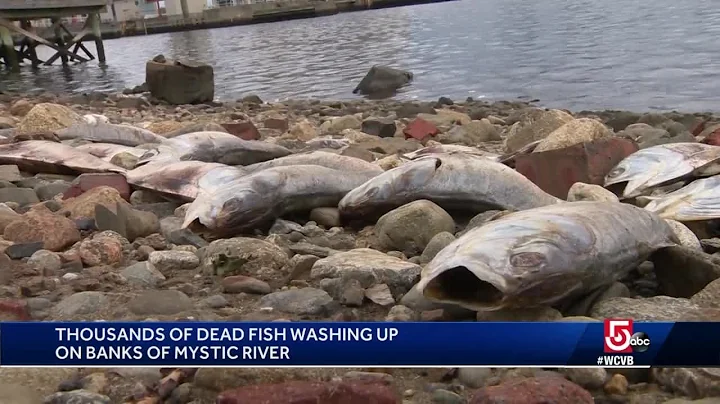 Here's why thousands of dead fish are stinking up ...