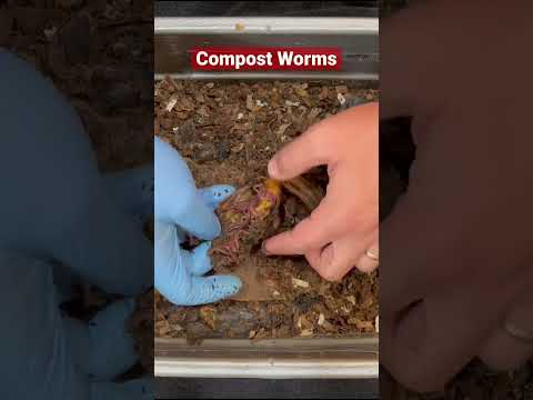 Wideo: Maggots In Vermicompost – Radzenie sobie z inwazją Vermicompost Maggot