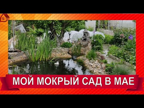 Мой мокрый сад. Дожди в середине мая.